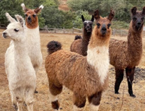 Learning about Llamas
